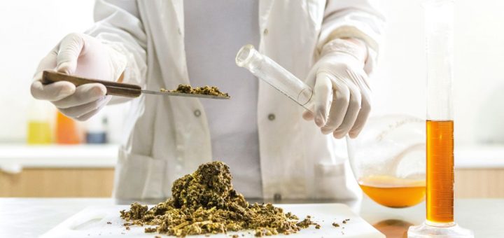 Cacao in provetta e carne 3D: la Svizzera guida la rivoluzione alimentare