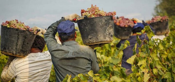Uva da tavola tutto l’anno: controlli in rivelano pesticidi oltre i limiti