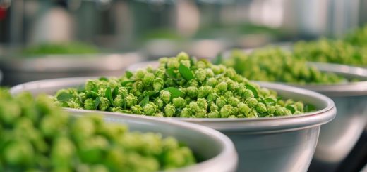 Luppolo, l’alleato naturale per rilassarsi: proprietà, benefici e come utilizzarlo