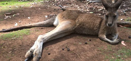 Massacro dei canguri: ecco come l’Europa volta le spalle al più grande sterminio di animali selvatici