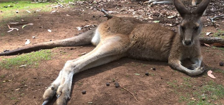 Massacro dei canguri: ecco come l’Europa volta le spalle al più grande sterminio di animali selvatici