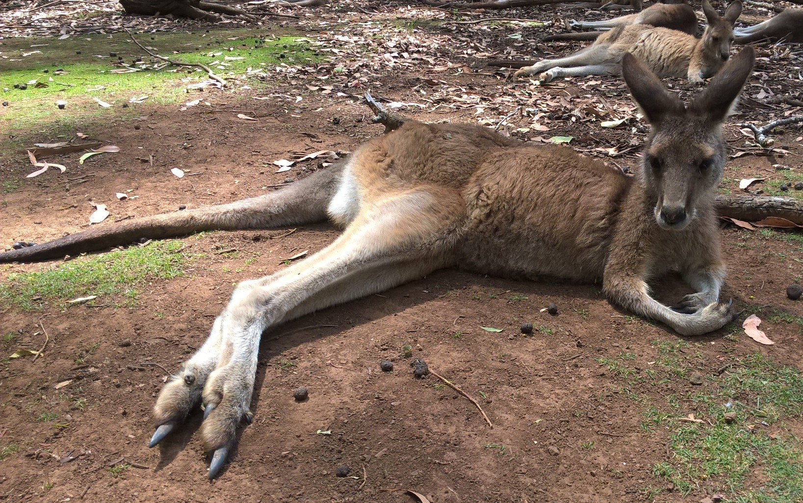Massacro dei canguri: ecco come l’Europa volta le spalle al più grande sterminio di animali selvatici