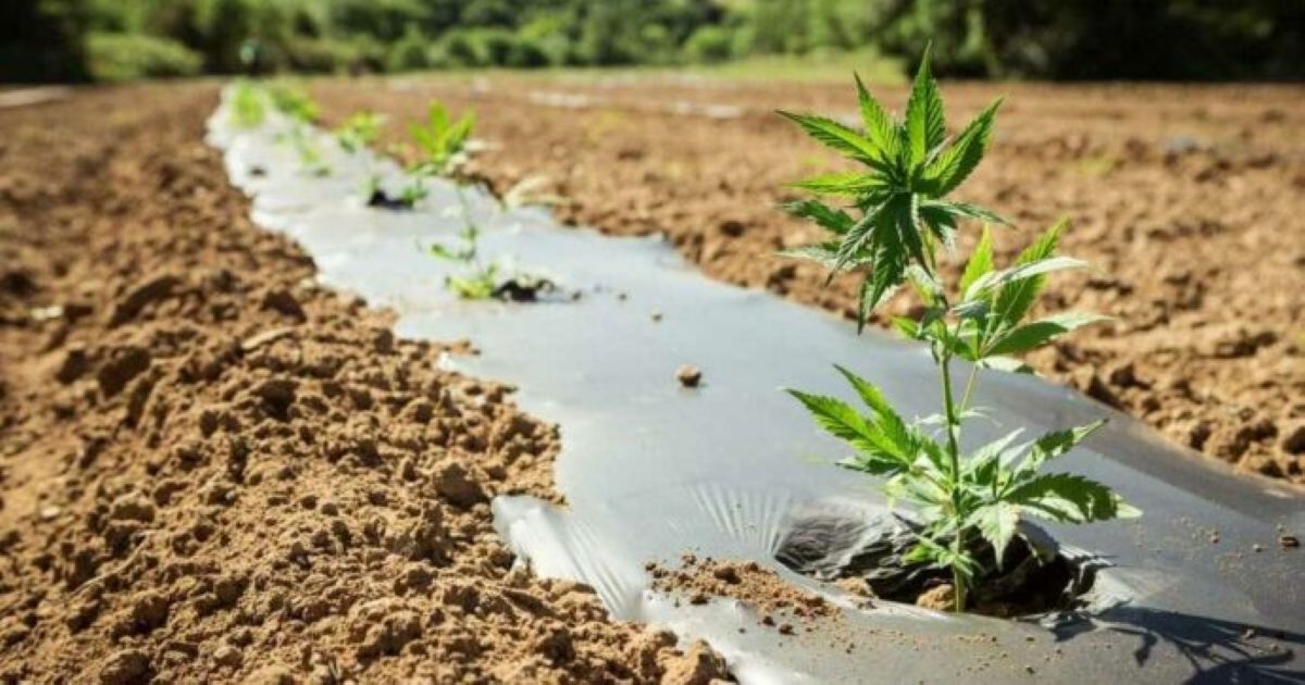 Canapa, il Ministero oscura il sito Enecta per un olio veterinario senza THC: azienda sull’orlo del fallimento
