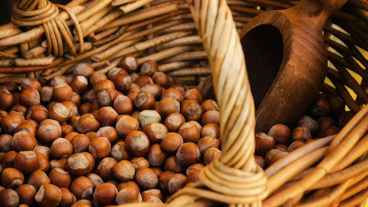 Nocciole italiane a rischio: raccolti crollati fino al 60% tra Piemonte, Lazio e Campania