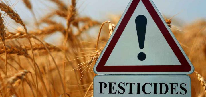 Il 99% dei campi di grano contiene pesticidi, anche quelli biologici