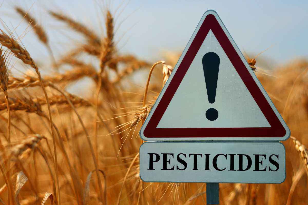 Il 99% dei campi di grano contiene pesticidi, anche quelli biologici