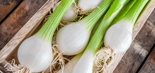 Cipollotti: proprietà, stagionalità, conservazione e ricette