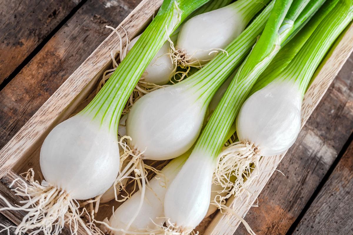 Cipollotti: proprietà, stagionalità, conservazione e ricette
