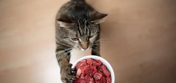 Cibo per gatti a base di carne cruda: uno studio svela rischi nascosti e batteri resistenti agli antibiotici