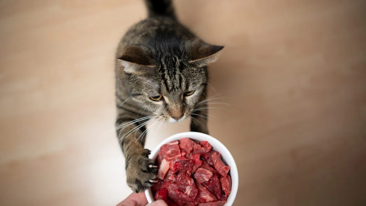 Cibo per gatti a base di carne cruda: uno studio svela rischi nascosti e batteri resistenti agli antibiotici